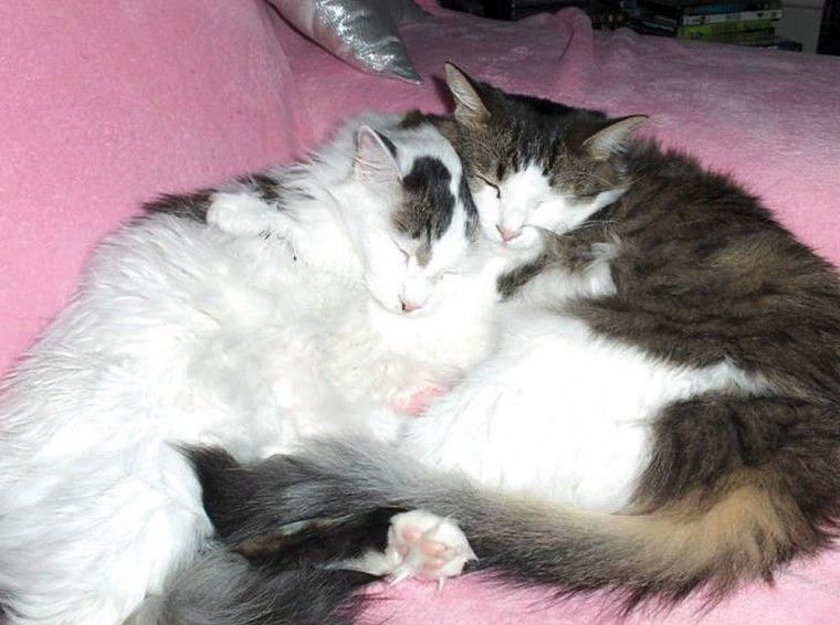 Whisky and Mookie